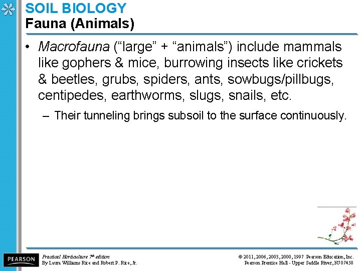 SOIL BIOLOGY Fauna (Animals) • Macrofauna (“large” + “animals”) include mammals like gophers &