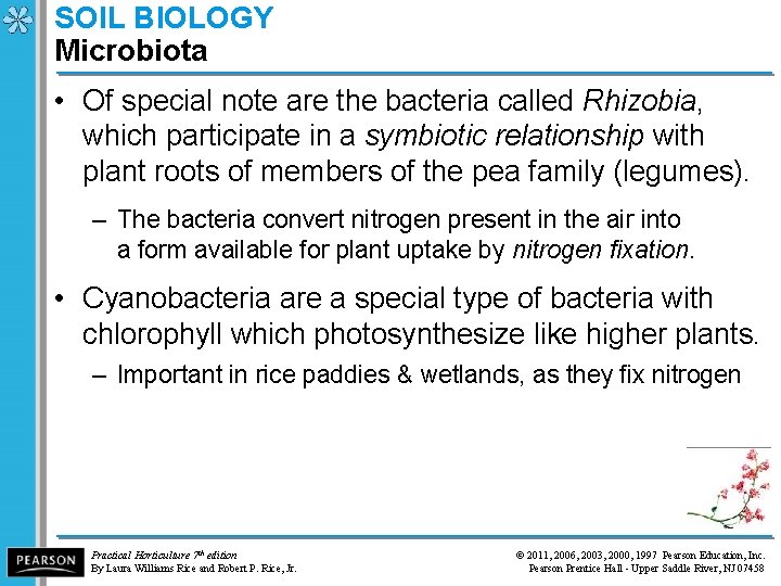 SOIL BIOLOGY Microbiota • Of special note are the bacteria called Rhizobia, which participate