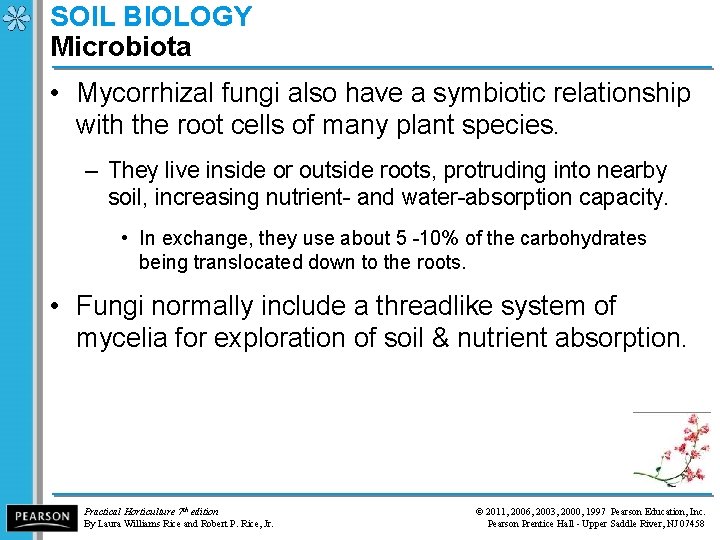 SOIL BIOLOGY Microbiota • Mycorrhizal fungi also have a symbiotic relationship with the root