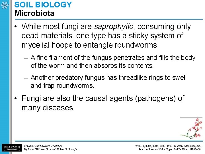 SOIL BIOLOGY Microbiota • While most fungi are saprophytic, consuming only dead materials, one