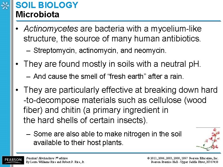 SOIL BIOLOGY Microbiota • Actinomycetes are bacteria with a mycelium-like structure, the source of