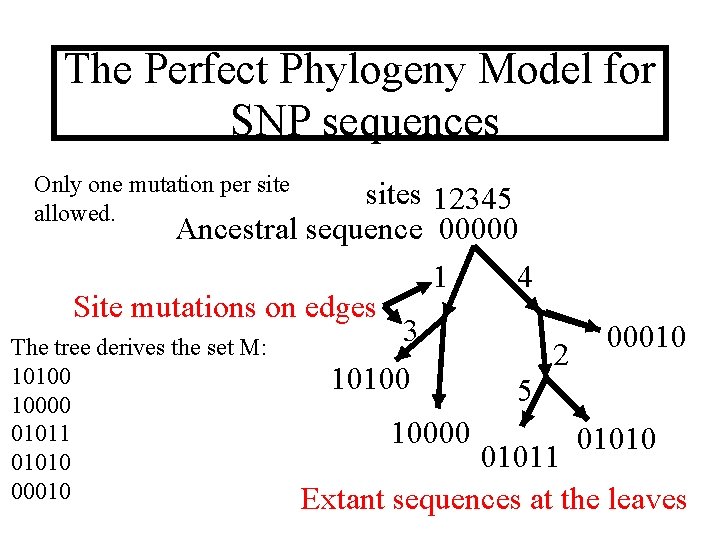 The Perfect Phylogeny Model for SNP sequences Only one mutation per site allowed. sites