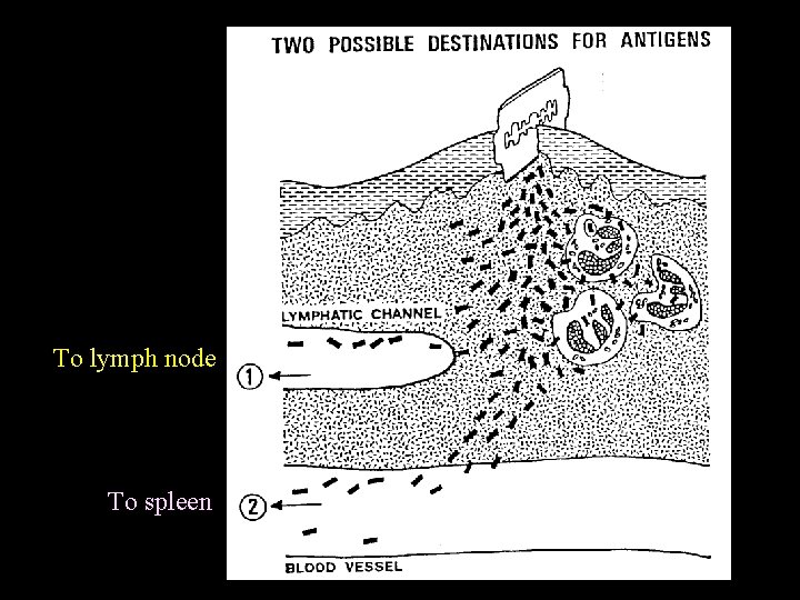 To lymph node To spleen 