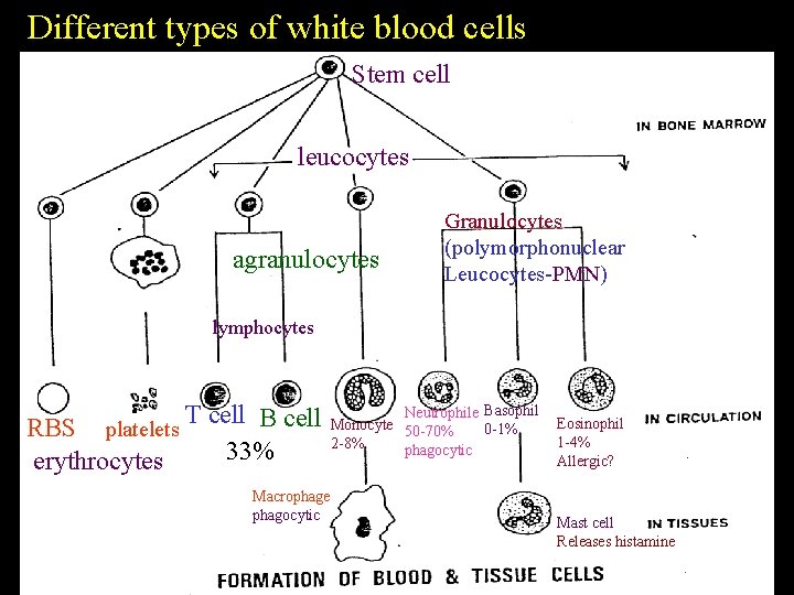 Different types of white blood cells Stem cell leucocytes agranulocytes Granulocytes (polymorphonuclear Leucocytes PMN)