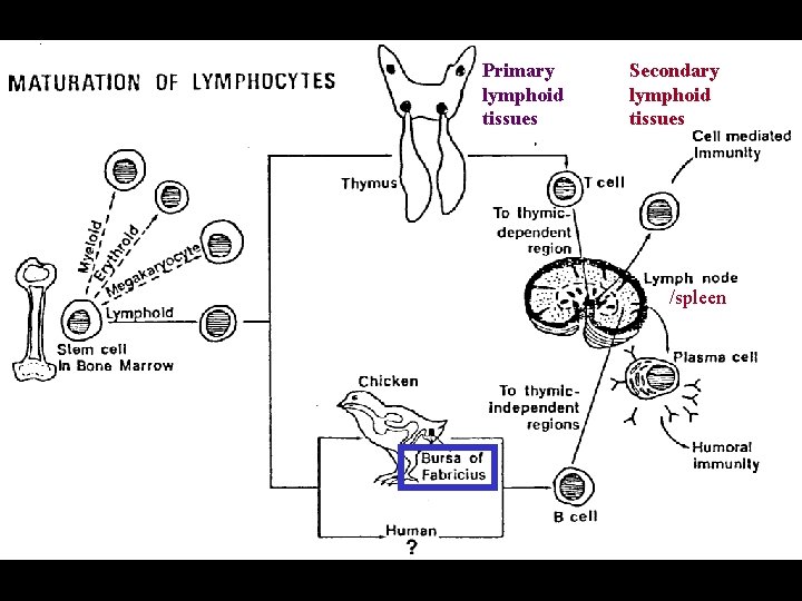 Primary lymphoid tissues Secondary lymphoid tissues /spleen 