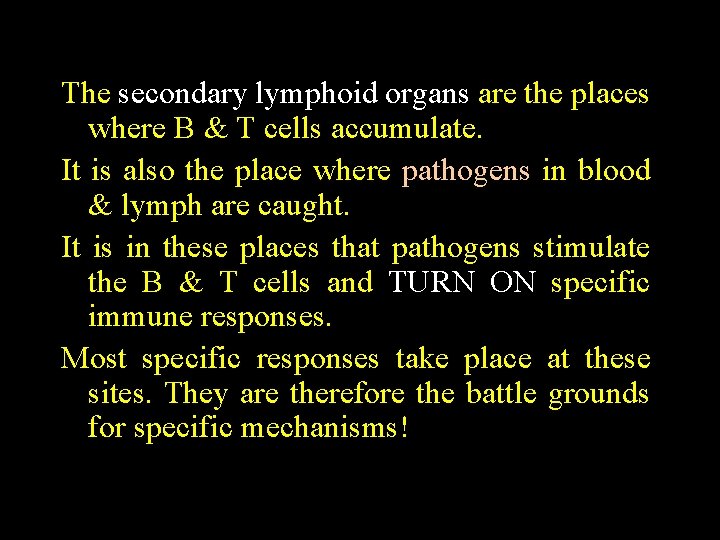 The secondary lymphoid organs are the places where B & T cells accumulate. It