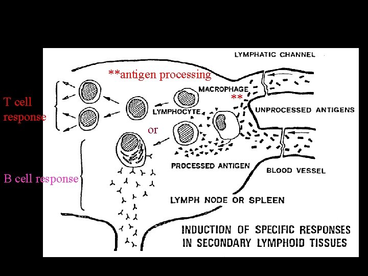 **antigen processing T cell response B cell response ** or 