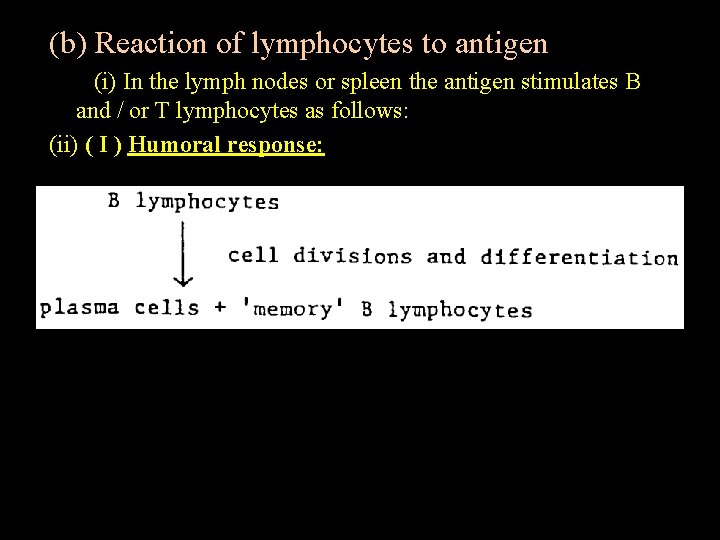 (b) Reaction of lymphocytes to antigen (i) In the lymph nodes or spleen the