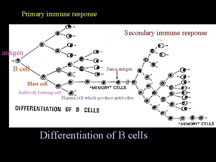 Primary immune response Secondary immune response antigen B cell Same antigen Blast cell Antibody