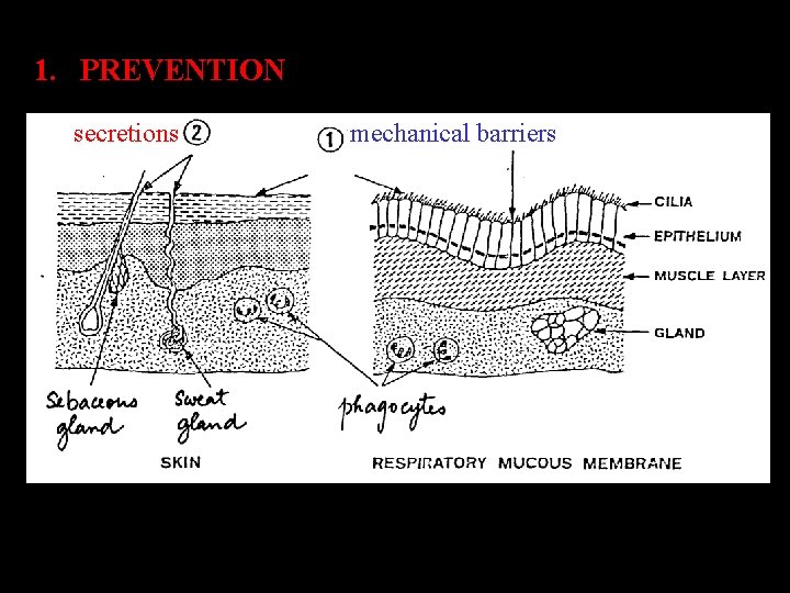 1. PREVENTION secretions mechanical barriers 