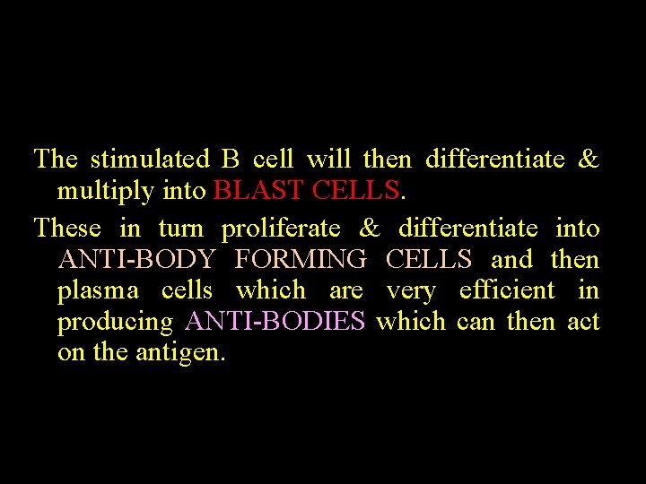 The stimulated B cell will then differentiate & multiply into BLAST CELLS. These in