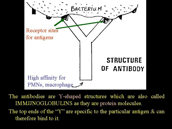 Receptor sites for antigens High affinity for PMNs, macrophage The antibodies are Y shaped