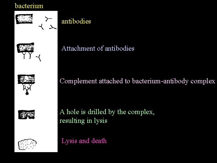 bacterium antibodies Attachment of antibodies Complement attached to bacterium antibody complex A hole is