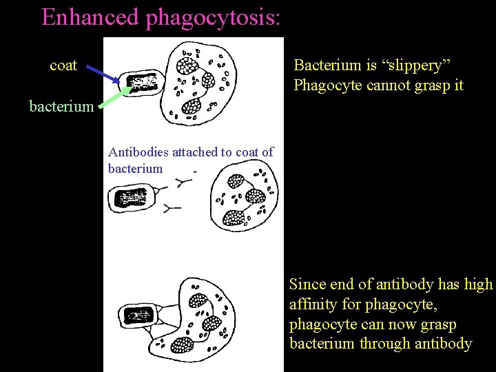 Enhanced phagocytosis: coat Bacterium is “slippery” Phagocyte cannot grasp it bacterium Antibodies attached to