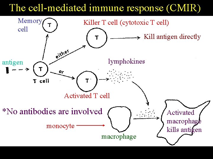 The cell mediated immune response (CMIR) Memory cell Killer T cell (cytotoxic T cell)