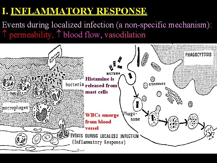 I. INFLAMMATORY RESPONSE Events during localized infection (a non specific mechanism): permeability, blood flow,