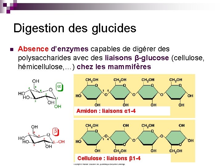 Digestion des glucides n Absence d’enzymes capables de digérer des polysaccharides avec des liaisons
