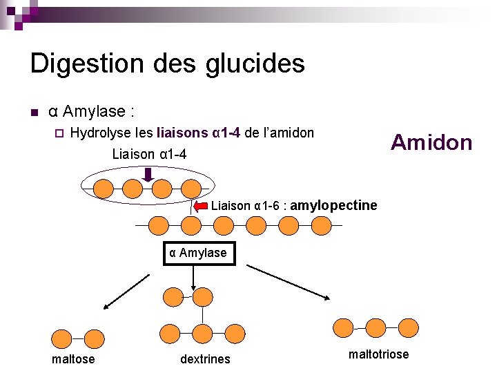 Digestion des glucides n α Amylase : ¨ Hydrolyse les liaisons α 1 -4