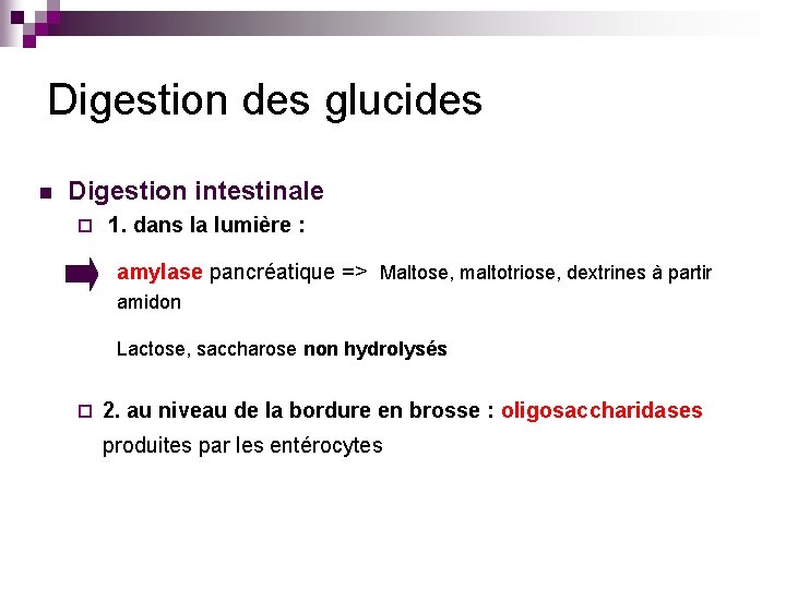 Digestion des glucides n Digestion intestinale ¨ 1. dans la lumière : amylase pancréatique