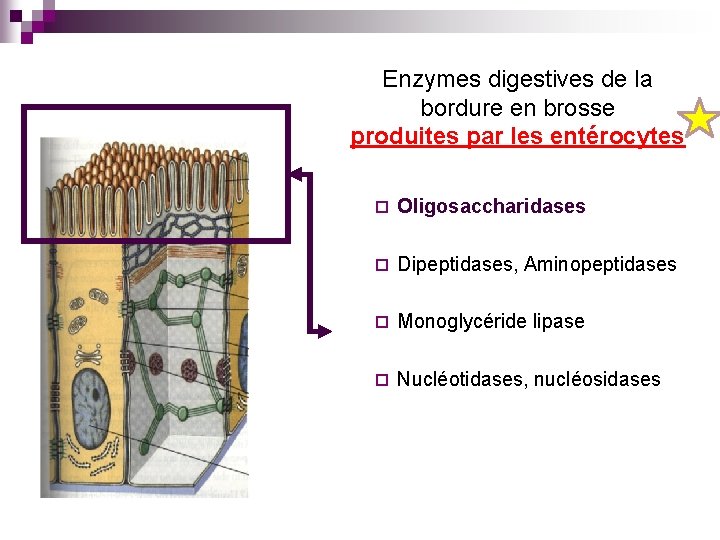 Enzymes digestives de la bordure en brosse produites par les entérocytes ¨ Oligosaccharidases ¨