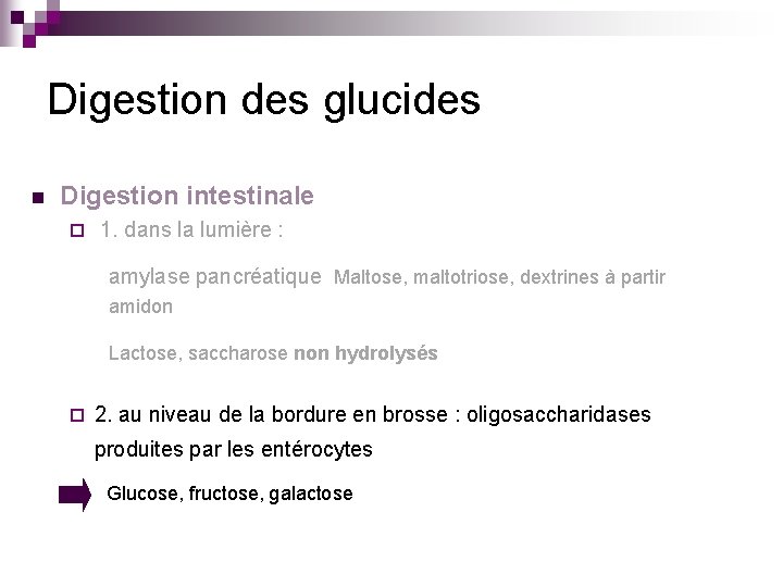 Digestion des glucides n Digestion intestinale ¨ 1. dans la lumière : amylase pancréatique