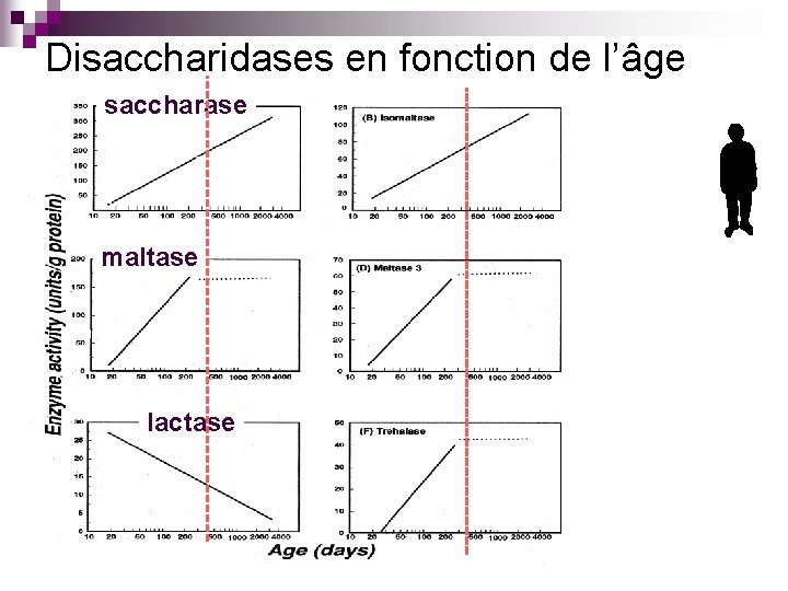Disaccharidases en fonction de l’âge saccharase maltase lactase 