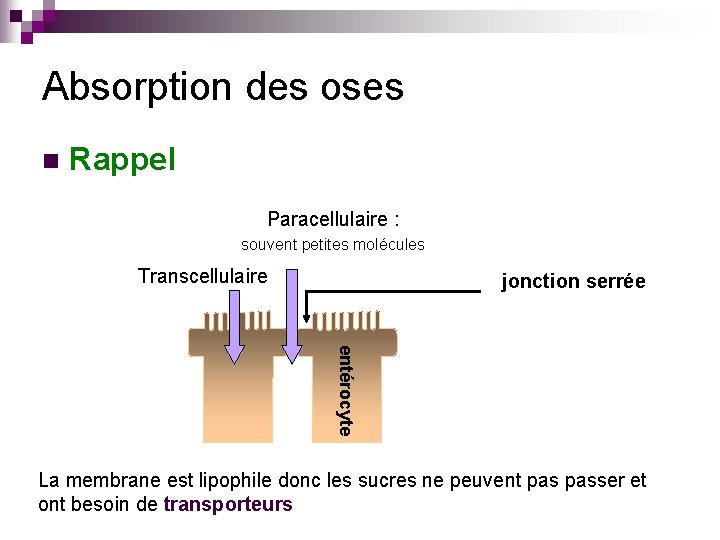 Absorption des oses n Rappel Paracellulaire : souvent petites molécules Transcellulaire jonction serrée entérocyte