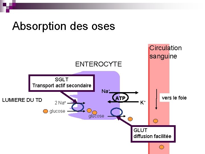 Absorption des oses Circulation sanguine ENTEROCYTE SGLT Transport actif secondaire Na+ LUMIERE DU TD