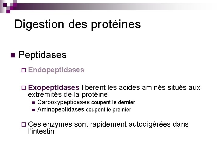 Digestion des protéines n Peptidases ¨ Endopeptidases ¨ Exopeptidases libèrent les acides aminés situés