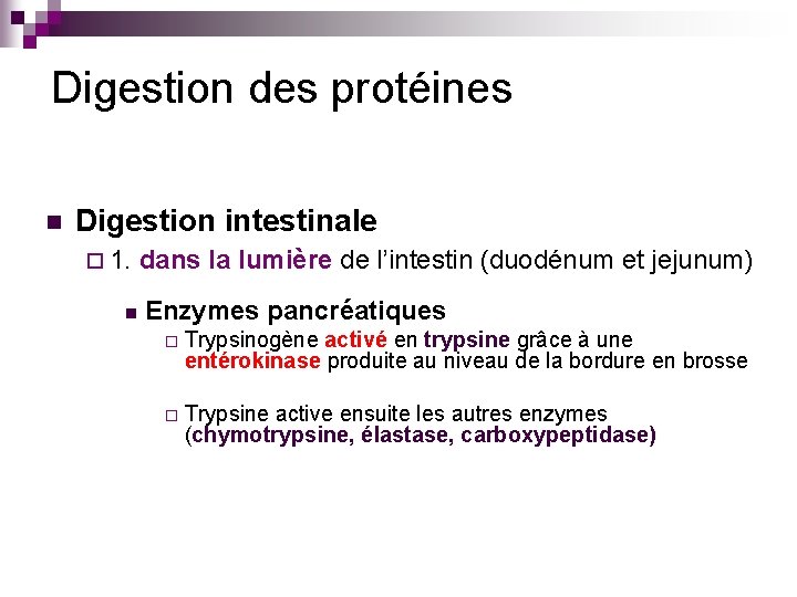 Digestion des protéines n Digestion intestinale ¨ 1. n dans la lumière de l’intestin