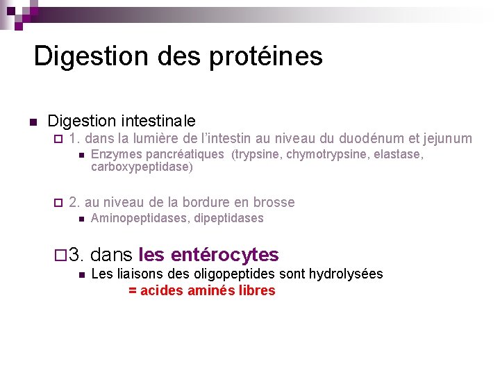 Digestion des protéines n Digestion intestinale ¨ 1. dans la lumière de l’intestin au