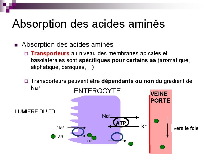 Absorption des acides aminés n Absorption des acides aminés ¨ Transporteurs au niveau des