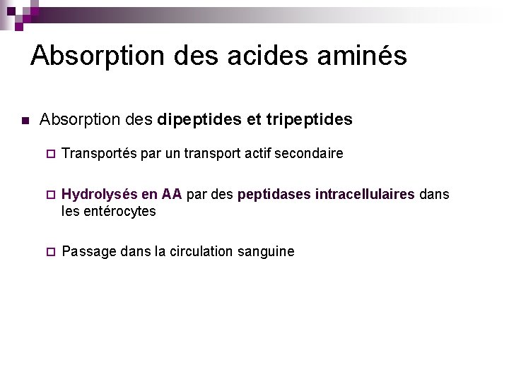 Absorption des acides aminés n Absorption des dipeptides et tripeptides ¨ Transportés par un