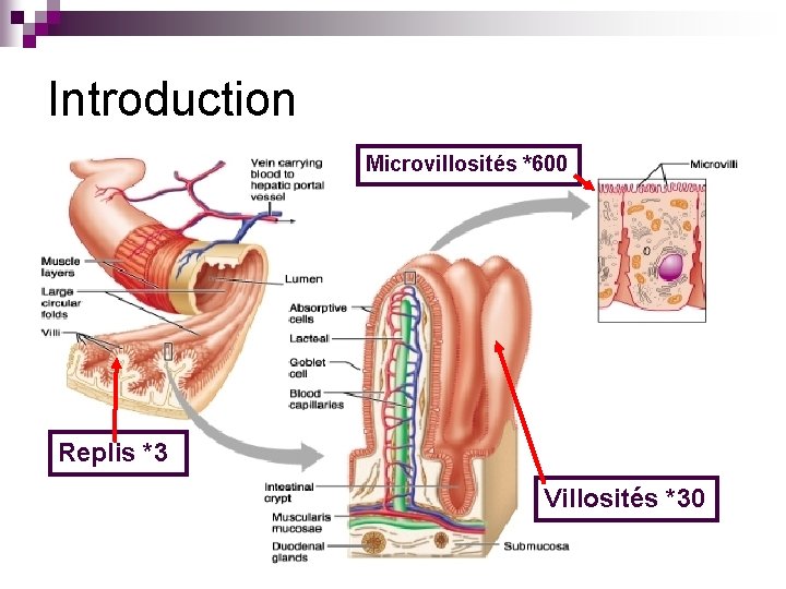 Introduction Microvillosités *600 Replis *3 Villosités *30 