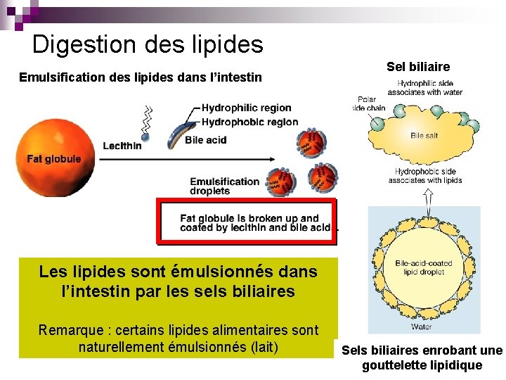 Digestion des lipides Emulsification des lipides dans l’intestin Sel biliaire Les lipides sont émulsionnés