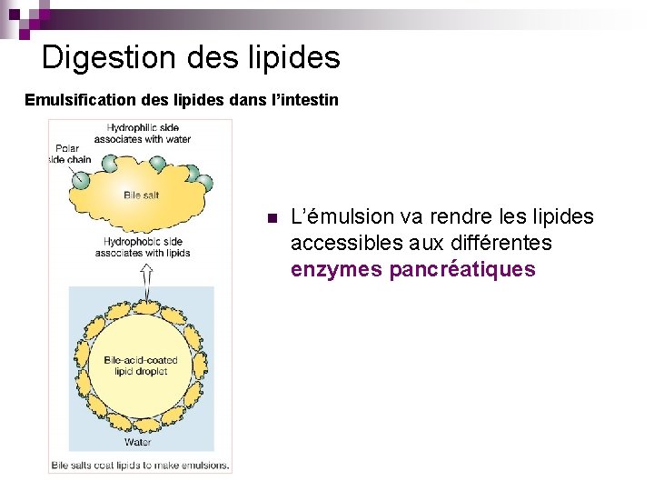 Digestion des lipides Emulsification des lipides dans l’intestin n L’émulsion va rendre les lipides