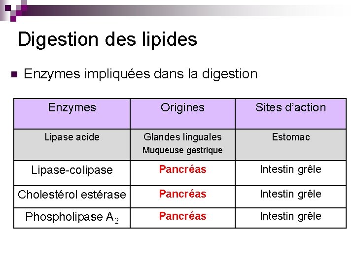 Digestion des lipides n Enzymes impliquées dans la digestion Enzymes Origines Sites d’action Lipase