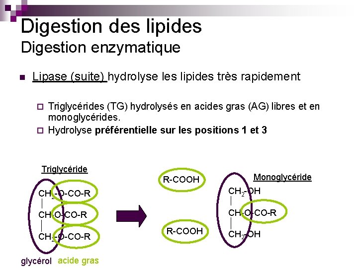 Digestion des lipides Digestion enzymatique n Lipase (suite) hydrolyse les lipides très rapidement Triglycérides