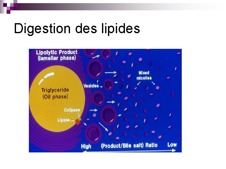 Digestion des lipides 