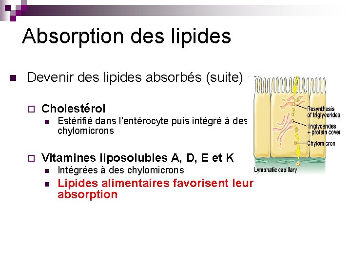 Absorption des lipides n Devenir des lipides absorbés (suite) ¨ Cholestérol n ¨ Estérifié