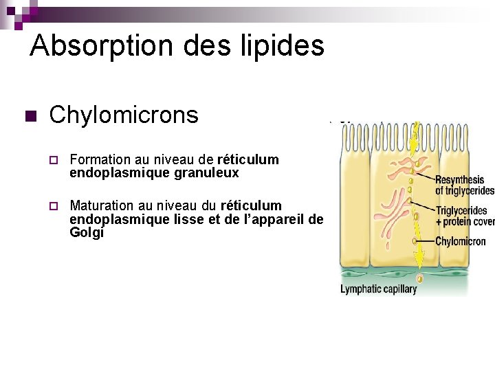 Absorption des lipides n Chylomicrons ¨ Formation au niveau de réticulum endoplasmique granuleux ¨