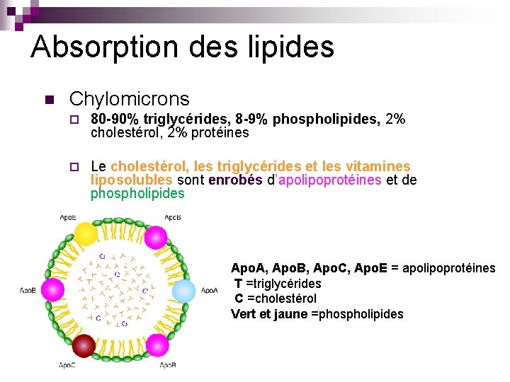 Absorption des lipides n Chylomicrons ¨ 80 -90% triglycérides, 8 -9% phospholipides, 2% cholestérol,