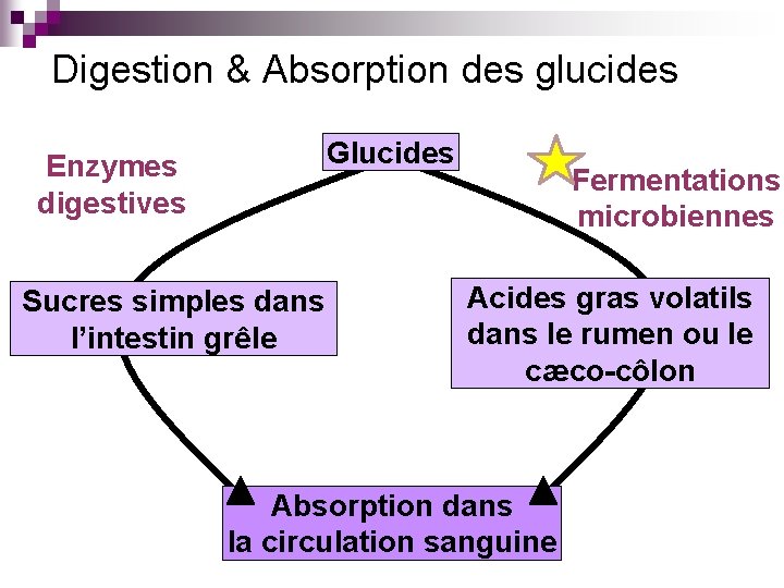 Digestion & Absorption des glucides Glucides Enzymes digestives Sucres simples dans l’intestin grêle Fermentations