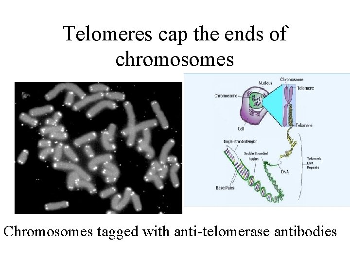 Telomeres cap the ends of chromosomes Chromosomes tagged with anti-telomerase antibodies 
