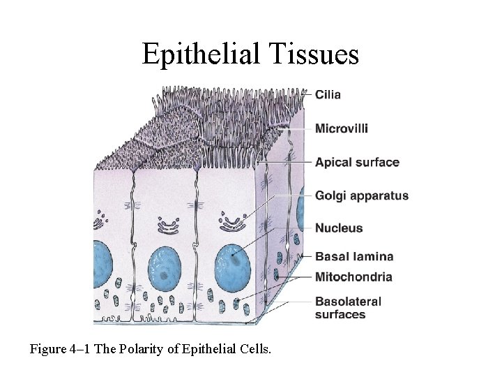 Epithelial Tissues Figure 4– 1 The Polarity of Epithelial Cells. 