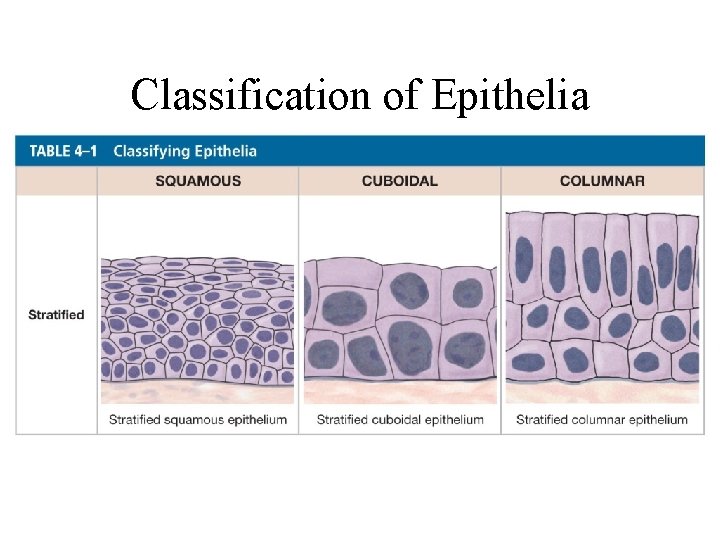 Classification of Epithelia 