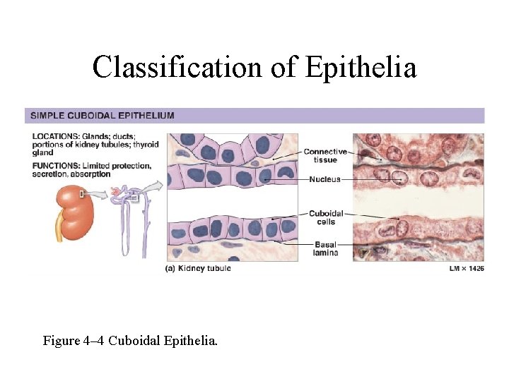 Classification of Epithelia Figure 4– 4 Cuboidal Epithelia. 