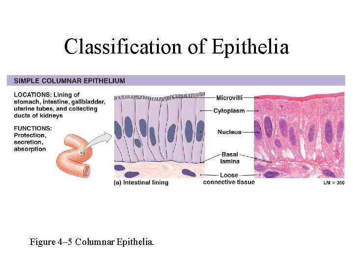Classification of Epithelia Figure 4– 5 Columnar Epithelia. 