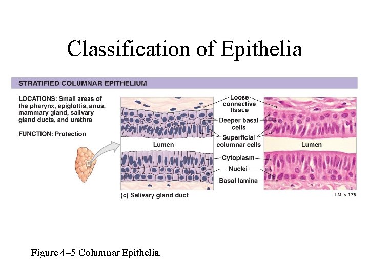 Classification of Epithelia Figure 4– 5 Columnar Epithelia. 
