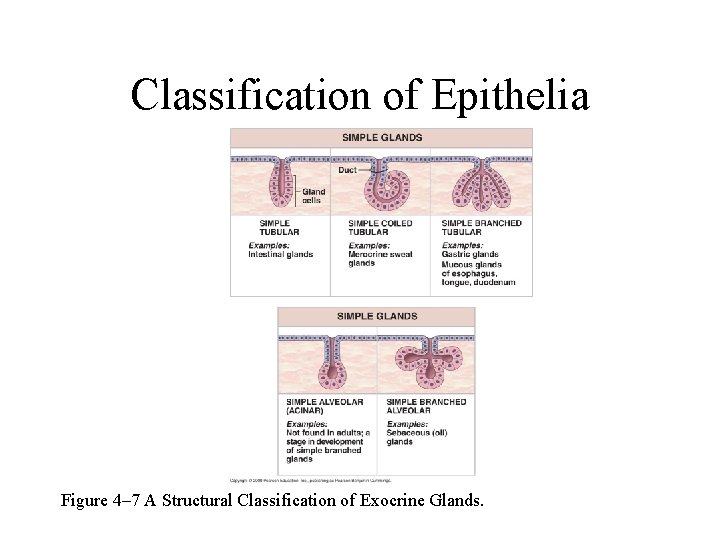 Classification of Epithelia Figure 4– 7 A Structural Classification of Exocrine Glands. 
